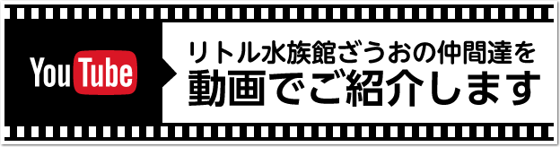 リトル水族館ざうおの仲間達を動画でご紹介します