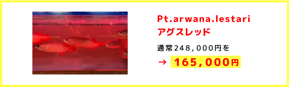 Pt.arwana.lestariアグスレッド 通常248，000円を →165，000円