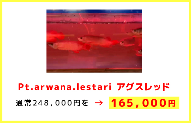 Pt.arwana.lestariアグスレッド 通常248，000円を →165，000円