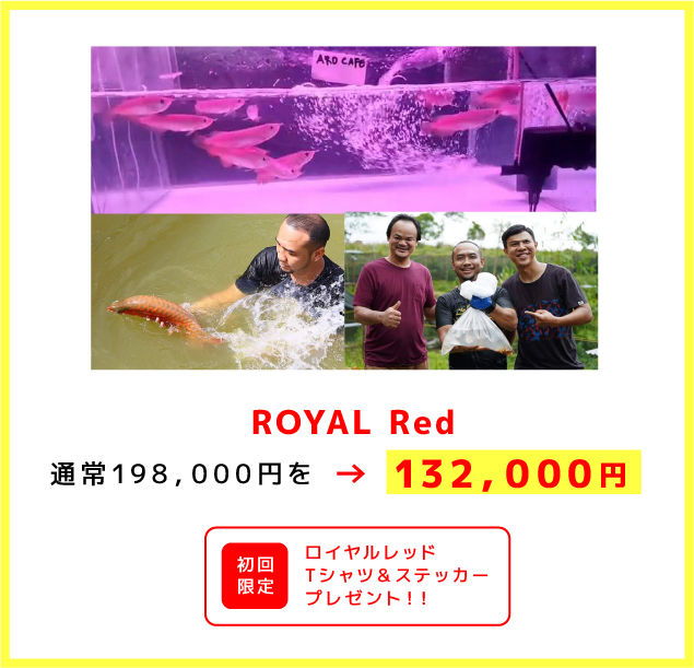 ROYAL Red 通常198，000円を →132，000円/初回限定 ロイヤルレッドTシャツ＆ステッカープレゼント！！